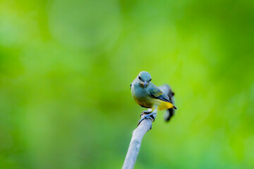 Orange-bellied Flowerpecker in nature