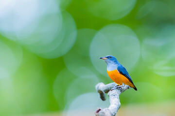 Orange-bellied Flowerpecker in nature