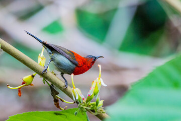 The Crimson Sunbird in nature