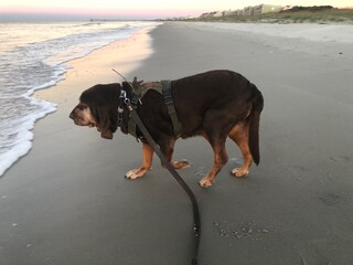 Bloodhound Walking at Edge of Surf on Beach - obrazy, fototapety, plakaty