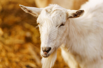 Close-up view of a curious goat surrounded by wooden fencing in a rustic pen.