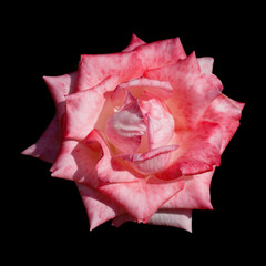 Mottled pink and cream rose flower isolated on black background