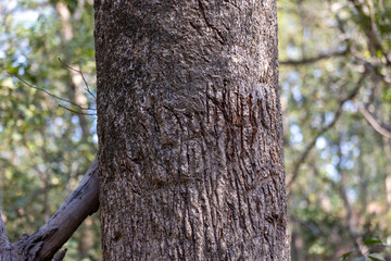 Territory markings by wild cats on tree trunk.