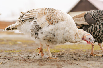 Turkey walks on a farm. Organic animals farm. Selective focus