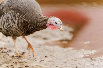 Turkey in the village selective focus. Poultry farm, suburban wildlife