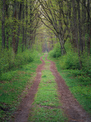 Leśna ścieżka wczesną wiosną w Parku Narodowym - Kampinoski Park Narodowy - obrazy, fototapety, plakaty