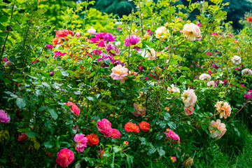 
Multi-colored roses in the park early in the morning.