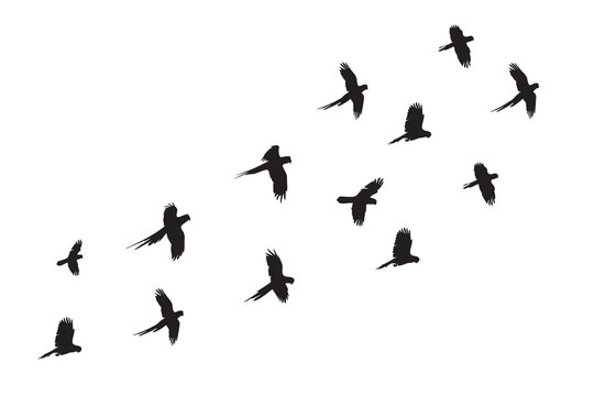 Flock of parrot silhouette set vector icon. Flock of birds flying