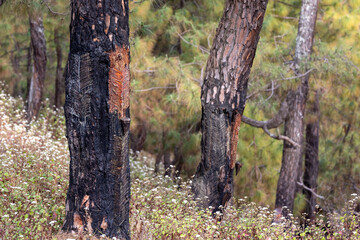 autumn in the forest, pine trees