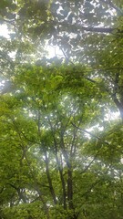 The green of natural gift