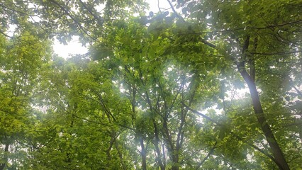 The green of natural gift