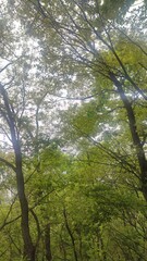 The green of natural gift