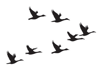 Set of silhouettes of flying geese. Birds flock with V formation. Geese migrating season