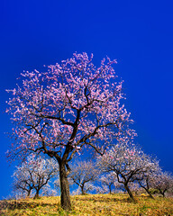 Naklejka premium Almond Trees in Andalusia