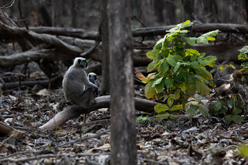 Black face indian monkey