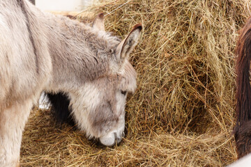 Donkey standing together on a mound of golden hay, munching on the nutritious feed.
