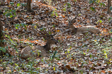 spotted  deer, 