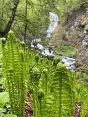 Lyazhginsky waterfall in the spring forest. Cascading waterfall drowning in greenery. Splashes of water. The water flows of the river Lyazhgi. Ingushetia, Caucasus Mountains, Russia