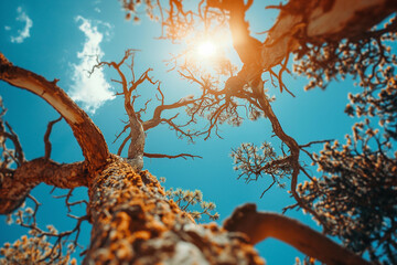 dried death tree and sky, climate change and crisis concept - obrazy, fototapety, plakaty