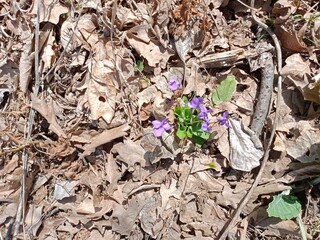sand violet in the forest