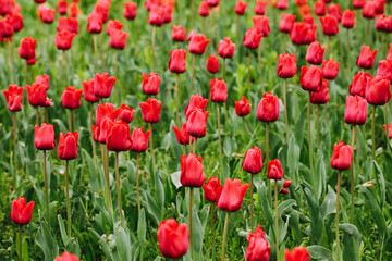 Red tulips background. Green field. Growing flowers landscape. Outdoor park growing flowers. Netherland national flower. Tulips pattern. Fresh petal background.