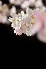 黒バックに浮かび上がる桜の花