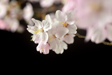 黒バックに浮かび上がる桜の花