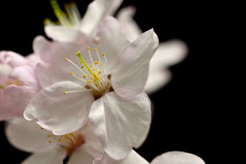 黒バックに浮かび上がる桜の花