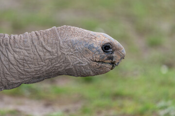 Head shot of an Aldabra giant tortoise (aldabrachelys gigantea)
