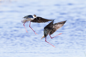 Cigüeñuelas comunes en pareja (Himantopus himantopus) persiguiéndose sobre el agua