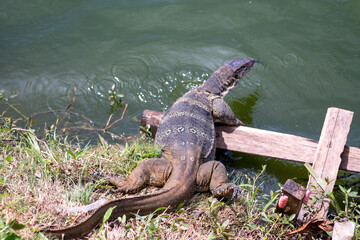 Monitor lizards in Green Lake in West Jakarta. Wild Animal