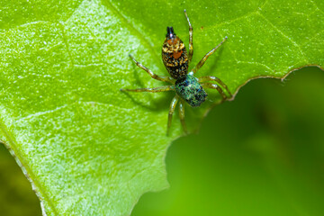 A jumper spider on green leaf