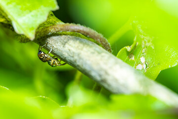 A jumper spider on green leaf