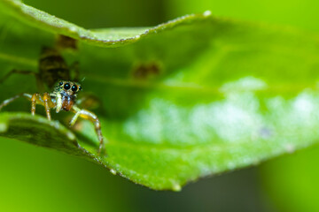 A jumper spider on green leaf