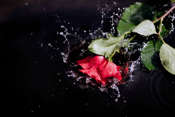 single red rose splashes into water. - 790711307