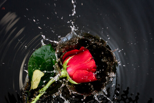 single red rose splashes into water.