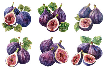Watercolor figs set on transparent background.