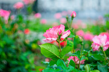 Roses in the park on a blurred background.