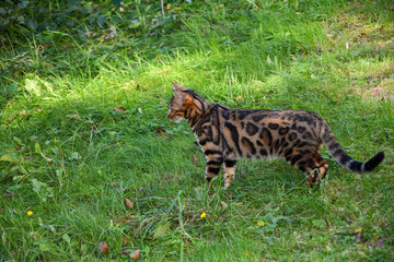 Bengal cat in green meadow