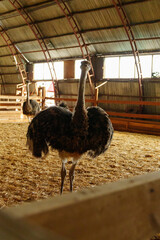 Ostrich stands tall in a spacious pen on farm, showcasing its long neck and vibrant feathers....