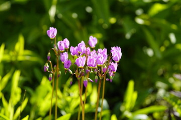 Primula sect. Dodecatheon is a section of herbaceous flowering plants in the family Primulaceae. Primula species in this section were formerly placed in a separate genus, Dodecatheon. Hanover, Germany
