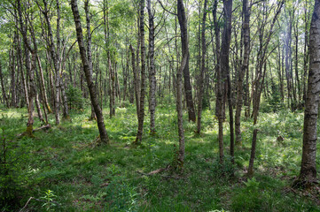 Birch in a green  forest in the sun light - obrazy, fototapety, plakaty
