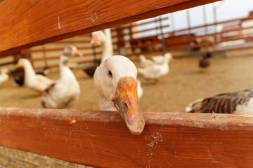 Goose with a speckled head and an orange beak peeks inquisitively through the slats of a wooden...