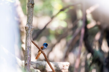 The Asian Paradise Flycatcher in nature