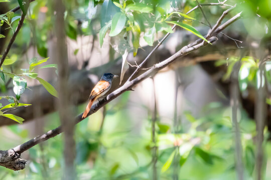 The Asian Paradise Flycatcher in nature