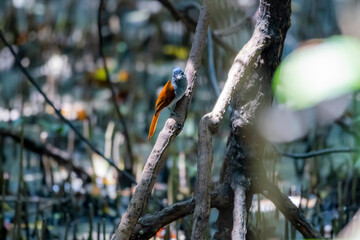 The Asian Paradise Flycatcher in nature