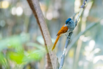 Obraz premium The Asian Paradise Flycatcher in nature