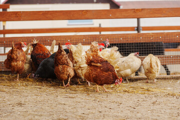 Chickens are seen standing on top of a dirt ground, pecking and scratching at the surface.