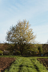 Obraz premium long road in the forest 