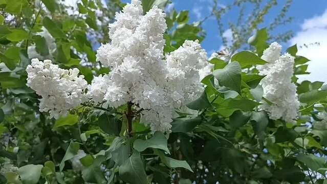 Branches of white lilac sway in the wind against the blue sky.  Sunny day.  B roll